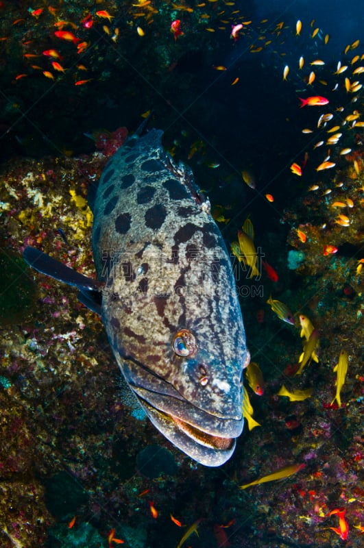 鲶科鱼,底栖生物带,pectoral fin,indopacific ocean,莫桑比克,鳕鱼,垂直画幅,动物嘴,水肺潜水,巨大的