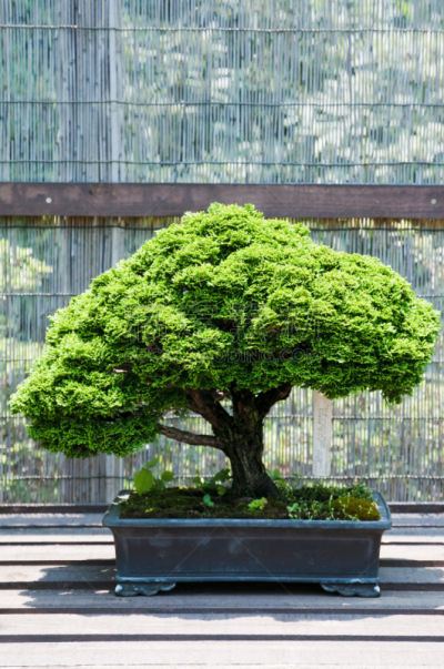 盆景,扁柏属,垂直画幅,留白,无人,古老的,架子,户外,图像,树荫