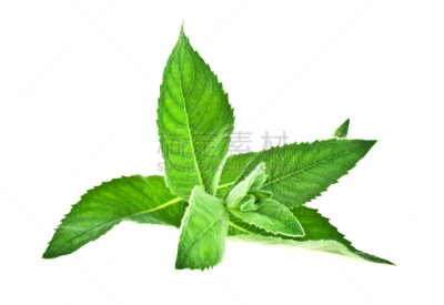 清新,白色背景,分离着色,水平画幅,枝繁叶茂,无人,膳食,开胃品,植物,叶子