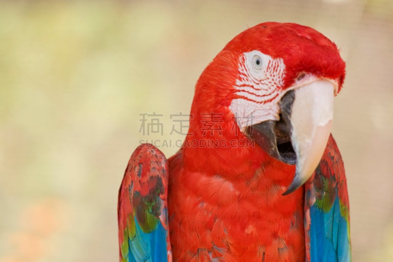 金刚鹦鹉,鹦鹉,Falealupo Rainforest,El Yunque Rainforest,蒙特维多云雾森林,Mata Atlantica,秘鲁亚马孙,亚马逊河,温带雨林,亚马孙洲