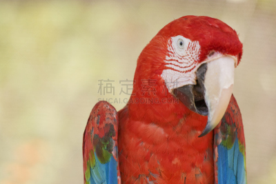金刚鹦鹉,鹦鹉,Falealupo Rainforest,El Yunque Rainforest,蒙特维多云雾森林,Mata Atlantica,秘鲁亚马孙,亚马逊河,温带雨林,亚马孙洲