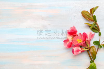 留白,古老的,皱皮木瓜,木制,支流,凌乱,背景,选择对焦,花,对焦