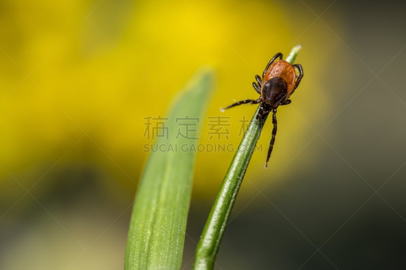 豆,蜱,卡斯托尔,安氏革蜱,美,水平画幅,夏天,户外,草,害虫