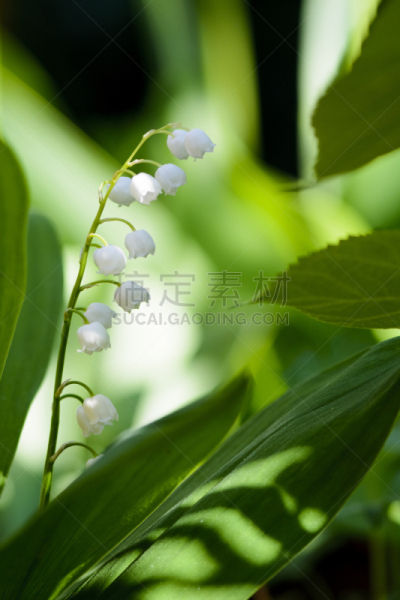 铃兰,背景,文字,垂直画幅,天空,美,留白,芳香的,无人,五月