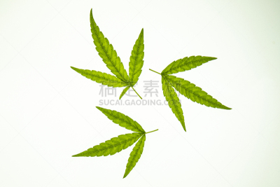 分离着色,叶子,白色,一个物体,白色背景,绿色,式样,创造力,禁止的,拍摄场景