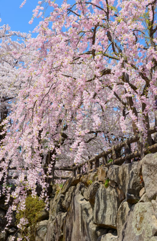 樱桃树,弘前公园,弘前,青森县,花见节,亚洲樱桃树,垂直画幅,天空,美,公园