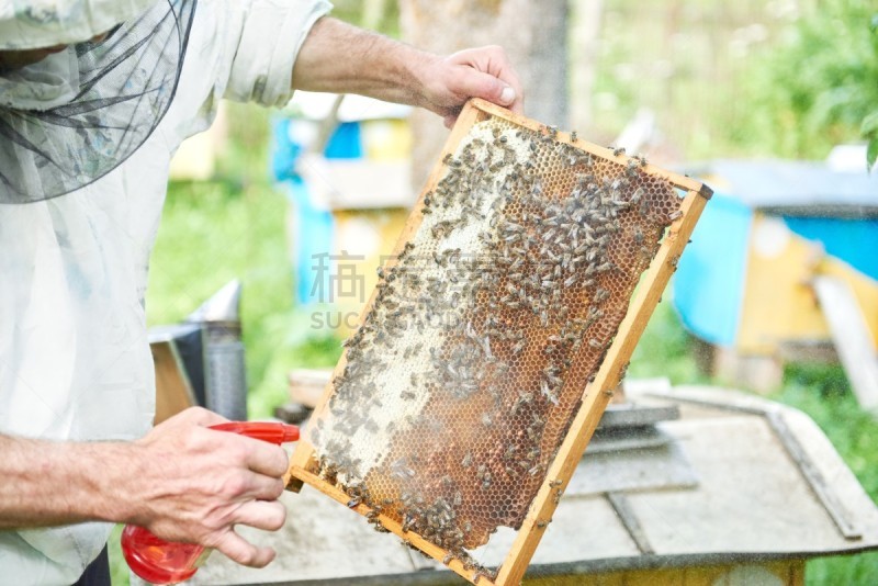 边框,蜂窝,beekeeper,拿着,蜜汁火腿,梳子,水平画幅,形状,无人,蜂蜡