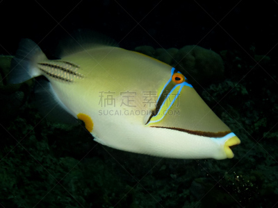 鳞鲀,达哈巴,软珊瑚,硬珊瑚,红海,水平画幅,水下,埃及,野外动物,中东