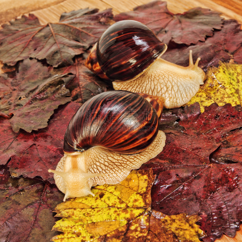 Two Giant african Achatina snails on colorful autumn grape leaf.