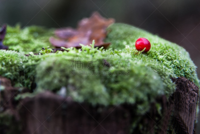 Mood Moss,水平画幅,无人,圆木,苔藓,户外,树林,2015年,种子,摄影