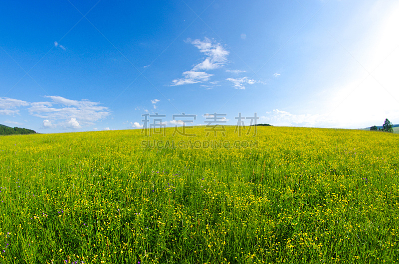 草地,黄色,天空,水平画幅,无人,草坪,夏天,户外,草,植物