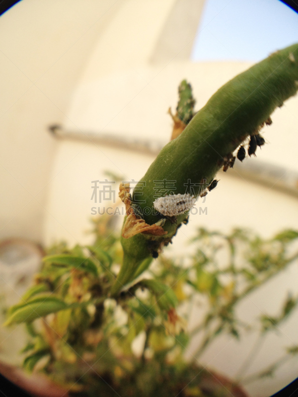 蚜虫,白色,害虫,两翼昆虫,黑豆蚜虫,粉虱,外寄生虫,虱子,蝉,昆虫群