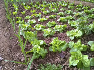 水,芥菜,水平画幅,生食,薄膜,农作物,植物,莴苣,彩色图片,运动场