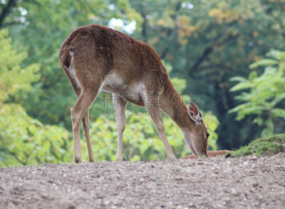 brow-antlered deer,美,水平画幅,无人,动物身体部位,草,眉毛,人的眼睛,哺乳纲,汉堡包