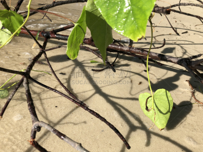 叶子,有蔓植物,海洋,心型,水平画幅,沙子,茄科双子叶植物,沙滩派对,情人节,户外