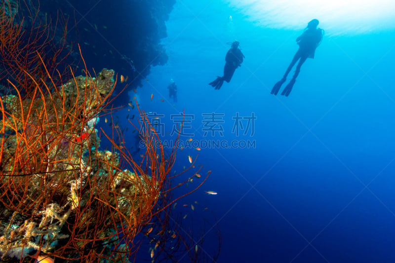 鞭形珊瑚虫,水肺潜水,深的,海洋生命,环境,西奈 ,埃及,礁石,硬珊瑚,珊瑚