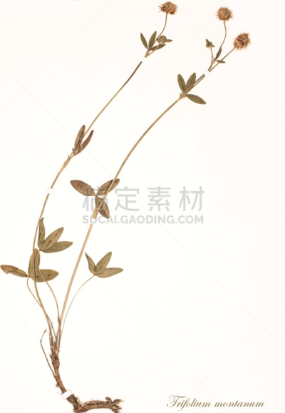 干花,林奈,豌豆花,垂直画幅,艺术,夏天,干的,特写,仅一朵花,植物