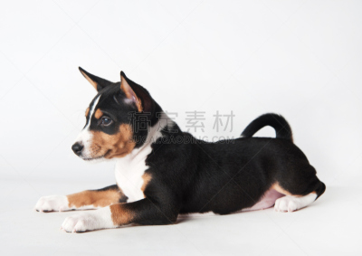 小狗,巴辛吉,白色背景,晒黑,美,水平画幅,动物耳朵,美人,爪子,动物身体部位