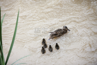 鸭子,小溪,自然,水,小鸭子,水平画幅,无人,鸟类,户外,流水
