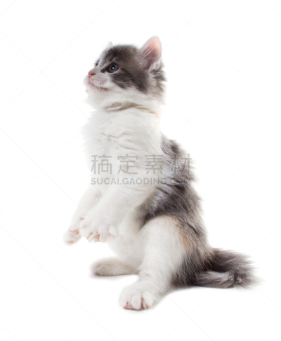 小猫,动物腿,垂直画幅,美,进行中,无人,哺乳纲,毛绒绒,看,猫