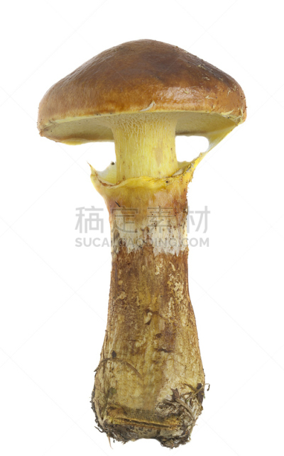 白色背景,分离着色,落叶松,植物菌根,胡椒牛肝菌,垂直画幅,留白,褐色,无人,生食