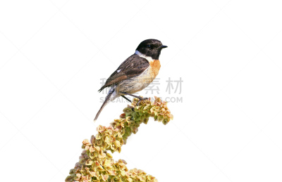 鸟类,白色,反差,黑色背景,分离着色,美,水平画幅,无人,动物习性,夏天