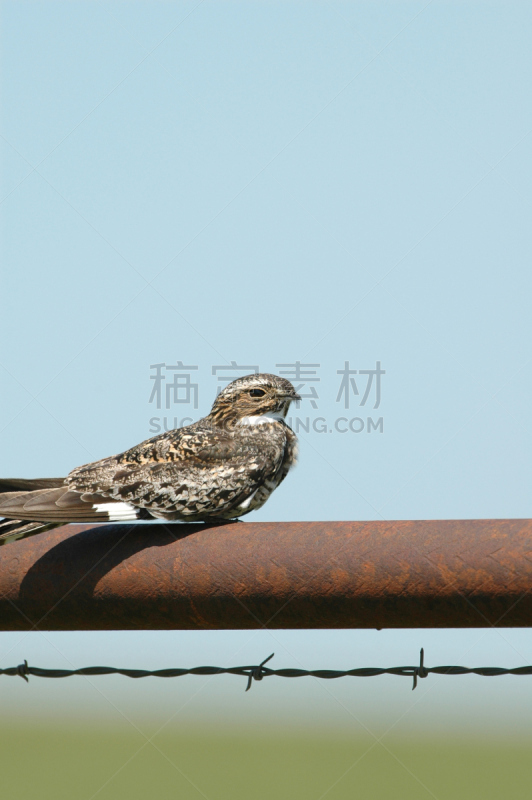 美洲夜鹰,自然,垂直画幅,野生动物,非都市风光,绿色,无人,蓝色,鸟类,野外动物