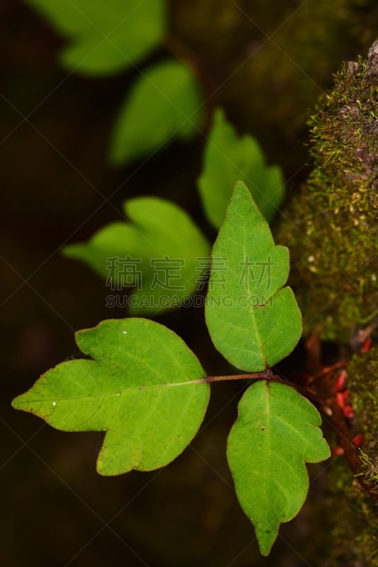 叶子,大特写,毒葛,垂直画幅,麦迪逊,麦迪逊县,美国,绿色,无人,特写