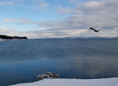 冬天,风景,海湾,鹰,自然,水,天空,水平画幅,地形,雪