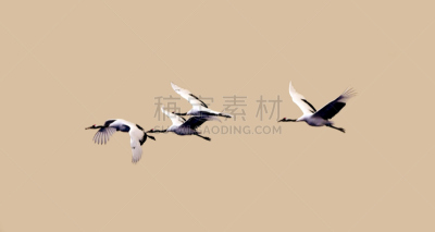 丹顶鹤,天空,美,公园,水平画幅,鸟类,动物身体部位,户外,鹤,身体活动