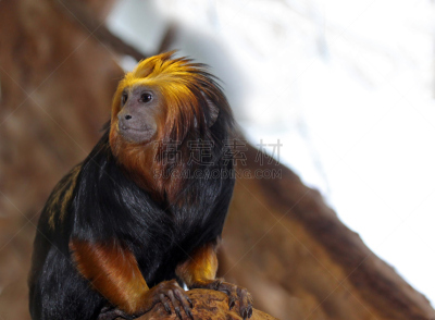 头球,Lion Tamarin,水平画幅,可爱的,猴子,动物身体部位,面部表情,长发,哺乳纲