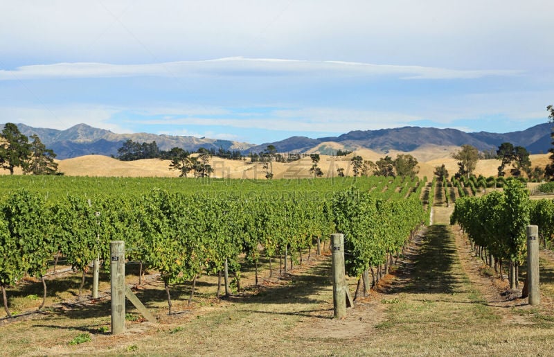 Landscape with Vineyard