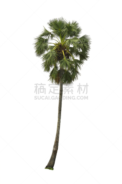 糖,棕榈树,自然,垂直画幅,美,无人,椰子,夏天,户外,泰国