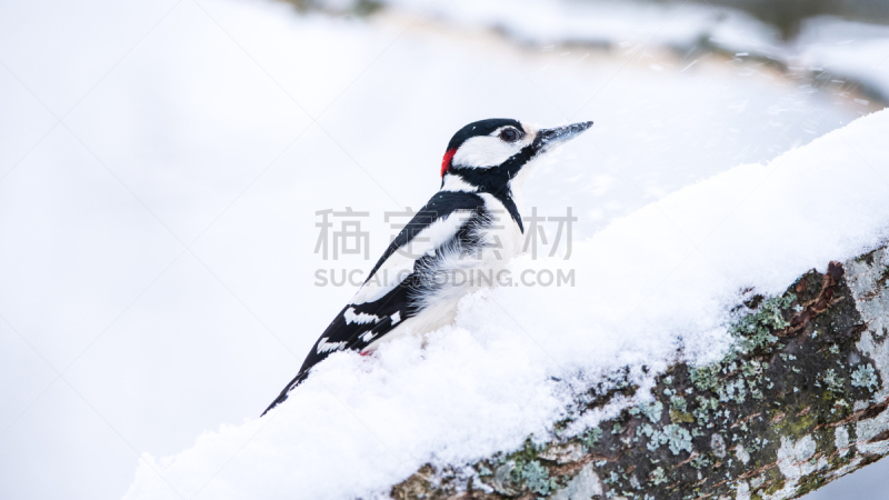 雪,枝,啄木鸟,寒冷,瑞典,地衣,一月,野生动物,灰色,环境