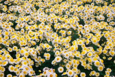 Beautiful chrysanthemum as background picture. Chrysanthemum wallpaper, chrysanthemums in autumn