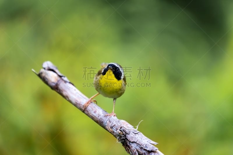 黄喉地莺,鸣鸟,美,水平画幅,鸟类,动物身体部位,野外动物,户外,明亮,北美歌雀