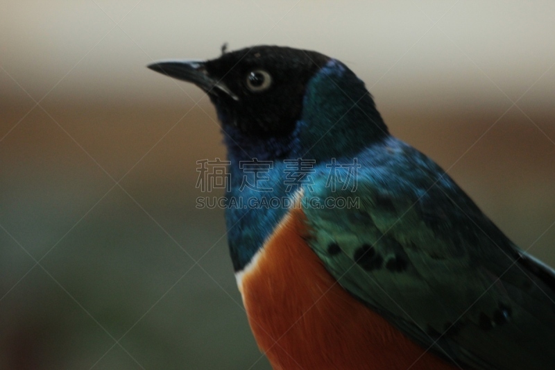 superb starling,野生动物,美国,水平画幅,无人,鸟类,观鸟,椋鸟,特写,多色的