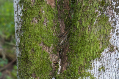 苔藓,树干,生物学,自然,波兰,野生动物,环境,图像,枝繁叶茂,植物表皮