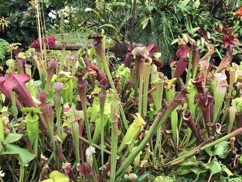 猪笼草,肉食植物,美,水平画幅,新加坡,在边上,异国情调,紫猪笼草,捕蝇草,植物