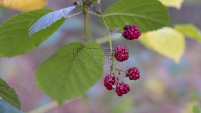 覆盆子,森林,林区,早晨,草,荷兰南部,黎明,风景,悬挂的,北布拉班特