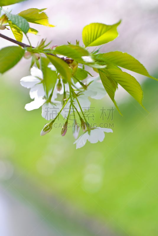 　Cherry blossom Image