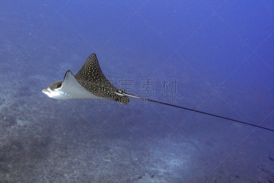 eagle ray,水平画幅,水肺潜水,太平洋岛屿,水下,野外动物,海洋生命,魟,海洋,潜水