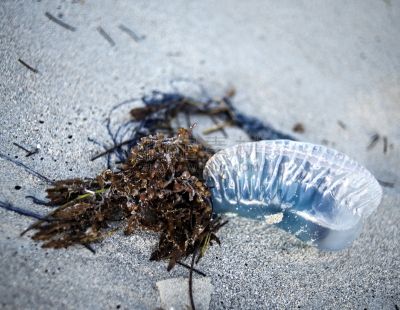 portuguese man o' war,无脊椎动物,野生动物,水平画幅,沙子,无人,有毒生物体,海洋生命,异国情调,特写