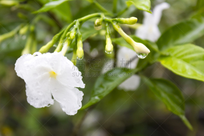 绉茉莉花,风车厂,转动的风车,芳香的,枝繁叶茂,动物身体部位,仅一朵花,花束,白色
