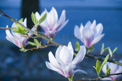 玉兰类,花朵,枝,自然,状态,植物属性,水平画幅,无人,蓝色,夏天