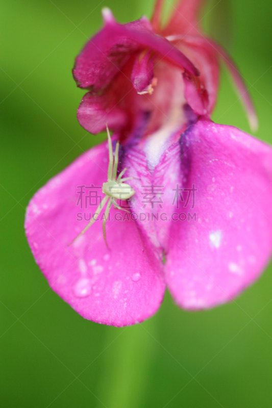 蜘蛛,菜园,仅一朵花,蜘蛛兰,自然,垂直画幅,兰花,褐色,野生动物,无人