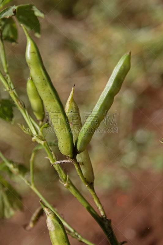 豆,蔬菜,甘草糖,易腐,垂直画幅,无人,户外,豆科植物,特写,田地