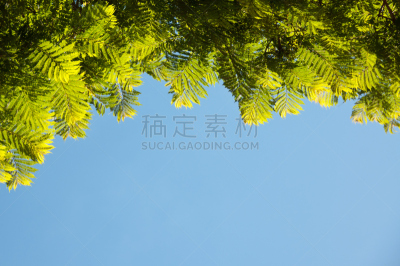 天空,蓝色,紫薇科树,自然,水平画幅,无人,树梢,夏天,植物,枝