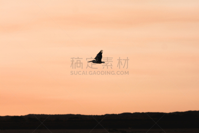 鹈鹕,轮廓,库融国家公园,南澳大利亚,水平画幅,橙色,无人,鸟类,黄昏,户外