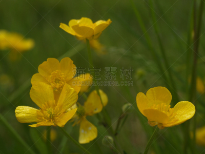 毛莨科,黄色,草,草地,唐松草,醉蝶花,饰品花,锦葵属,越南,清新